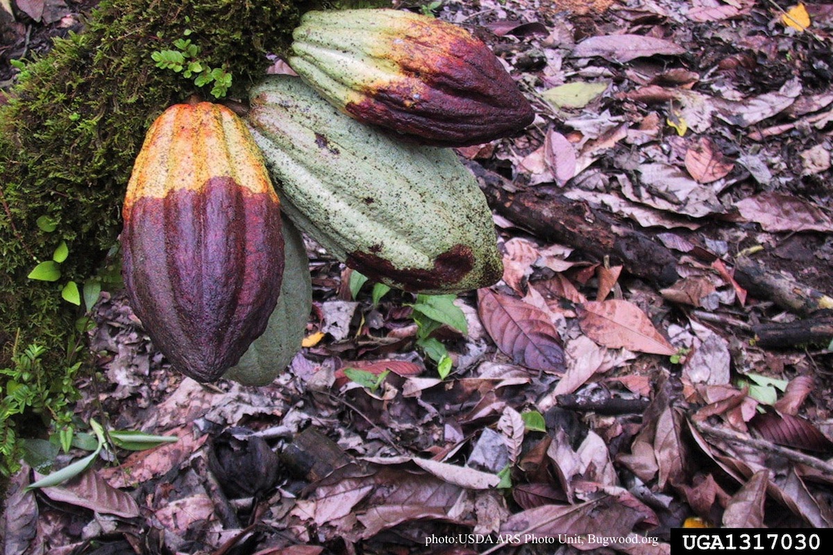 Disease Forest Phytophthoras Of The World 